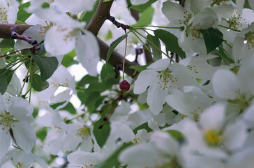 Close-up of white apple blossoms in spring