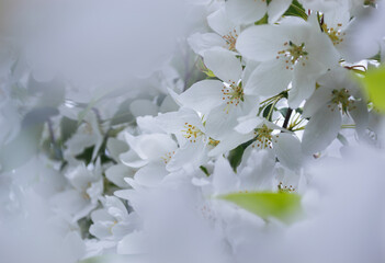 Close-up of white blossoms in spring