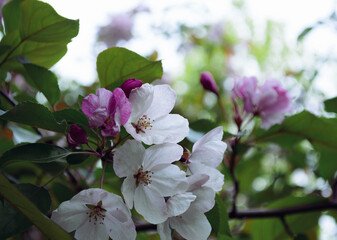 Close-up of white flowers on a cloudy day