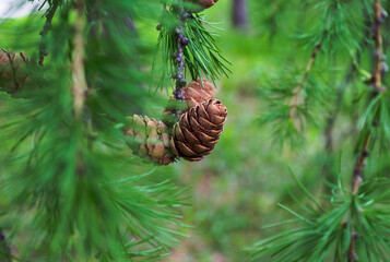Pine Cones on Evergreen Tree Branch