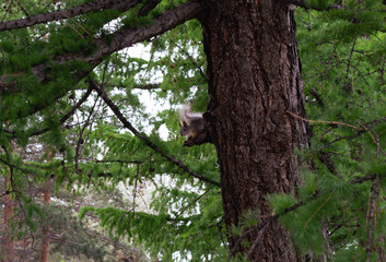 Squirrel on trunk of pine tree in the forest