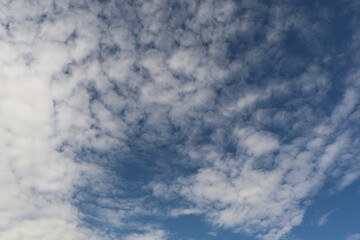 Ciuelo azul Desierto de la Tatatacoa Colombia