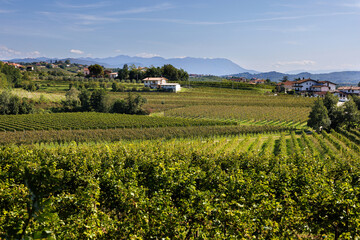 Panoramic view of the Cormons, typical local products vineyards and wines.