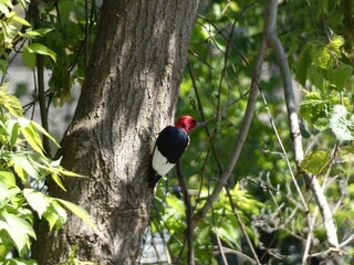 Red-headed woodpecker