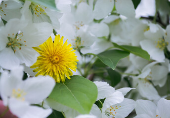 Yellow dandelion among white apple blossoms