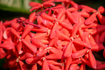 A Vibrant Cluster of Red Tropical Flowers in Full Bloom, Showcasing Natures Beauty
