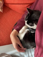 Fototapeta na wymiar cat