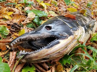 Dead salmon