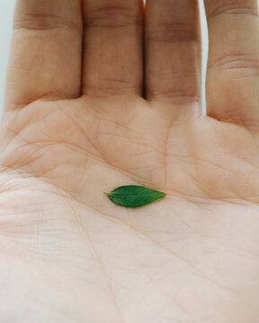 Hand with leaf