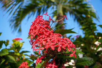 Stunning and Vibrant Red Tropical Flowers Beautifully Set Against a Bright Blue Sky
