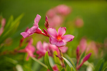 Stunning and Beautiful Pink Oleander Flowers are in Full Bloom and Looking Amazing
