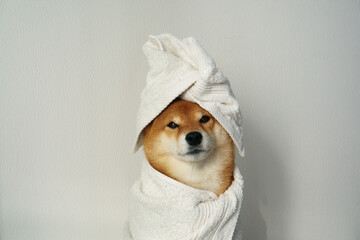 Dog wrapped in towel