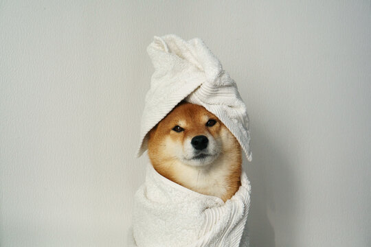 Dog wrapped in towel