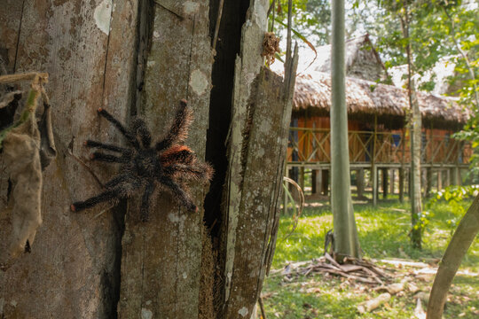 Tarantula Spider in the Hotel