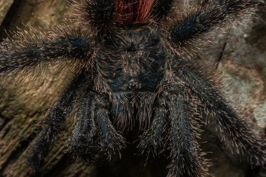 Tarantula Spider Close up