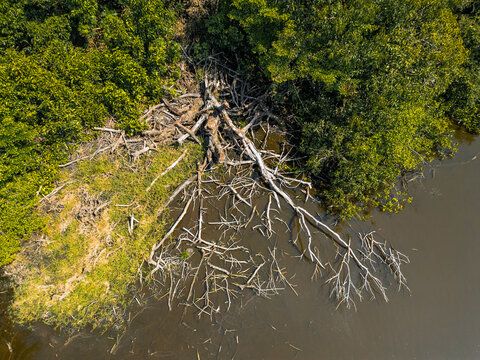 Fallen Tree in the Amazon