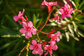 Stunningly Beautiful Pink Oleander Flowers Flourishing in Vibrant Bloom and Season