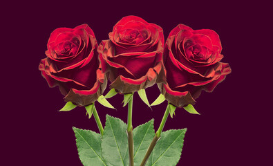 three roses close-up on a dark background