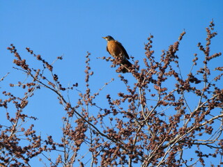 American Robin