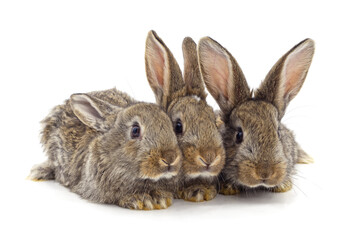 Three little rabbits.