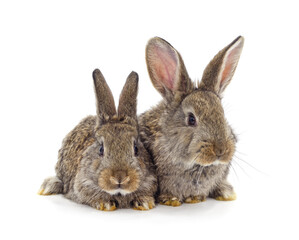 Two gray rabbits.