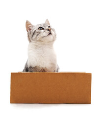 Cat that looks up and is sitting in a box.