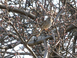 Song Sparrow