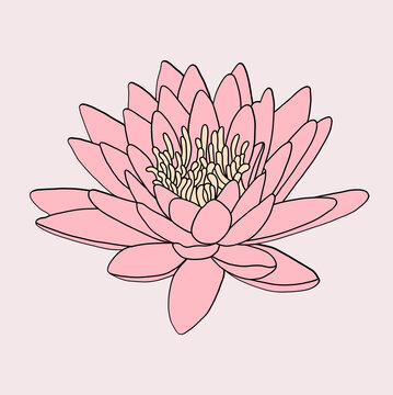 Pink Lotus Flower in Full Bloom