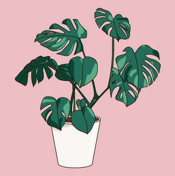 Vector Illustration of a Large Leaf House Monstera Deliciosa Plant in a Big White Pot on a Pink Background. Isolated Hand-drawn Decorative Botanical Drawing  Home Decor Urban Jungle Icon