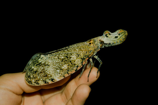 
Insect Fulgora laternaria from Putumayo