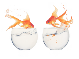 goldfish jumping out of the water