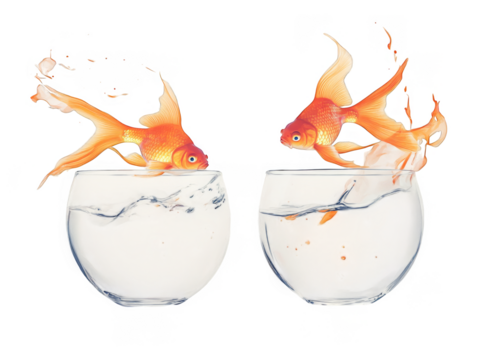 goldfish jumping out of the water