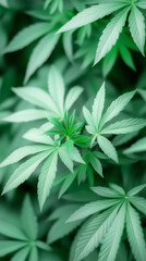 Lush green cannabis leaves in natural light with vibrant texture and detail