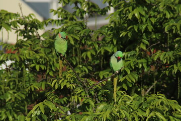 Green Parakeets Perched on Tree Branches with Urban Background