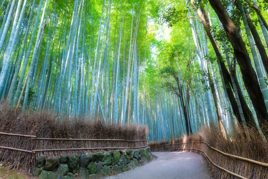 The Arashiyama Bamboo Forest Kyoto