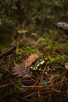 Salamander