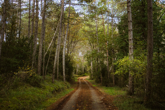 Rural road in early autumn