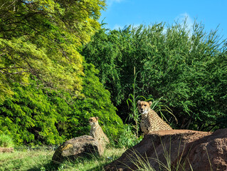 Cheetahs resting peacefully under blue skies at Honolulu Zoo in Hawaii during a sunny afternoon