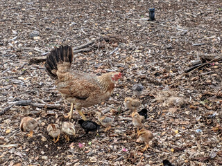 Chickens foraging in the dirt on Oahu, Hawaii with their chicks bustling around during a sunny day