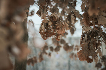 autumn leaves in the snow