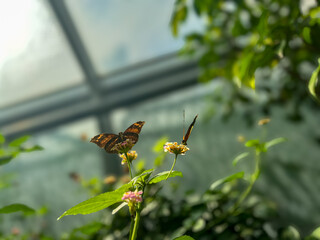 Butterfly on a flower in the garden, beautiful photo digital picture in the butterfly unit of the zoo