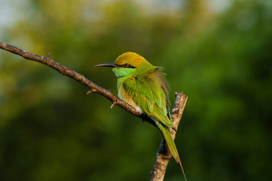 Close up of green kingfisher bird in tropics 