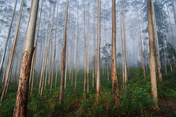 Mystical eucalyptus forest