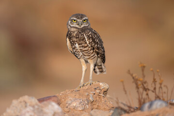 Burrowing Owl