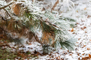 Winter branch of Pinus sylvestris covered in hoarfrost in the background of beautiful bokeh.