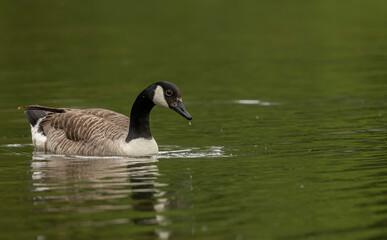 canada goose branta canadensis,common european waterfowl