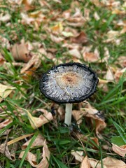 A stunning autumn landscape featuring vibrant golden, orange, and red foliage. Perfect for themes of fall, nature, and seasonal transitions.