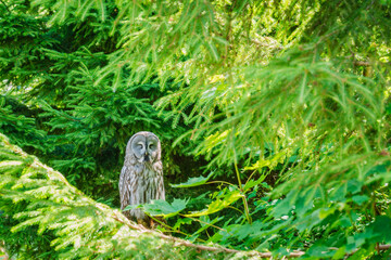 Great grey owl relaxing in lush green forest habitat