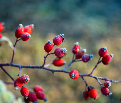 Frosted red berries. Rose hip