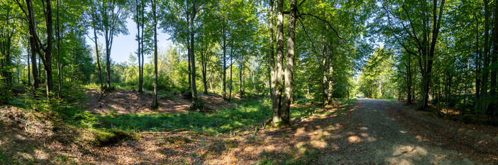 Hiking trail leading through a mountain forest in the Low Beskids. HDR panorama.